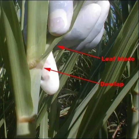thumbnail for publication: Sugarcane Leaf Tissue Sample Preparation for Diagnostic Analysis